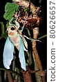 Emergence of cicada 80626657