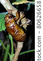 Emergence of cicada 80626658