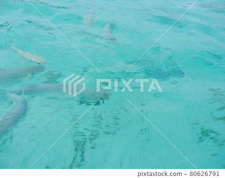 Piscinnu Naturel Piscinnu Naturel 80626791