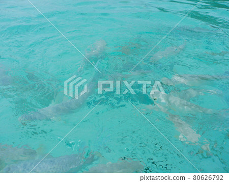 Piscinnu Naturel Piscinnu Naturel 80626792