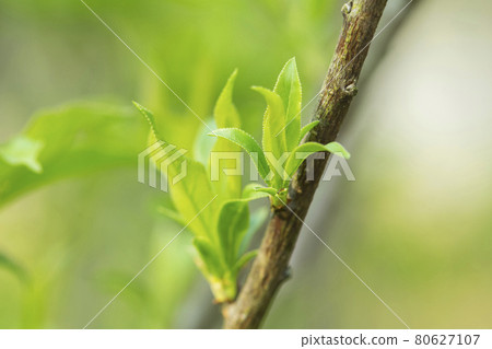 Spring has come, the first green. Spring has come, the first green. 80627107