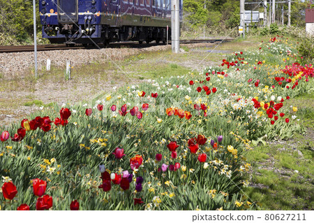 北海道南部鐵路公司 Satsukari 站的鬱金香和藍色火車 北海道南部鐵路公司 Satsukari 站的鬱金香和藍色火車 80627211