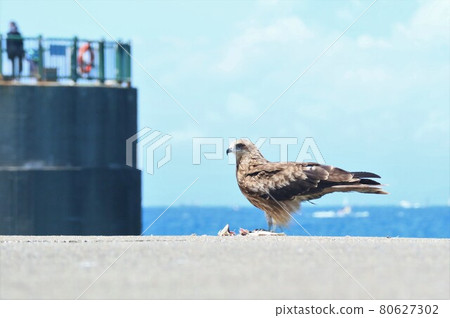 Black kite in harbor harbor Black kite in harbor harbor 80627302
