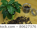 室內咖啡樹和咖啡豆 2 80627376