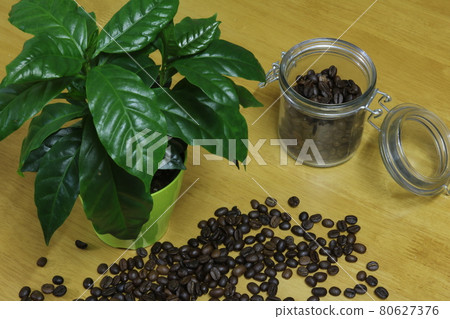 室內咖啡樹和咖啡豆 2 80627376