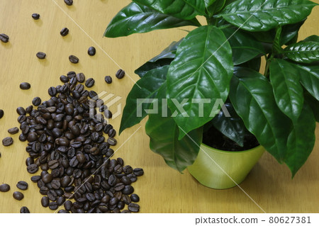Indoor coffee trees and coffee beans 1 80627381