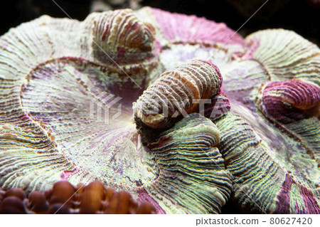 Coral polyp Coral polyp up Hiyu coral Coral polyp Coral polyp up Hiyu coral 80627420
