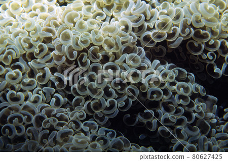 珊瑚息肉 珊瑚息肉 up Nagarehana 珊瑚 80627425