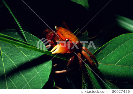 Chiromantes haematochea climbing the grass at night 80627426