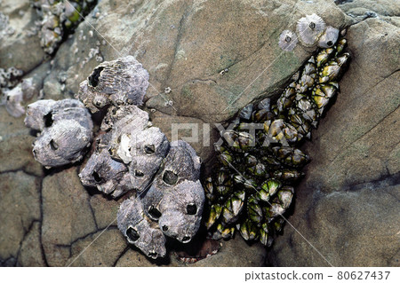 岩石生物 Kurofujitsubo Capitulum mitella 岩石生物 Kurofujitsubo Capitulum mitella 80627437