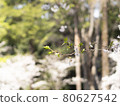 春天的象徵，公園裡的一枝櫻花 80627542