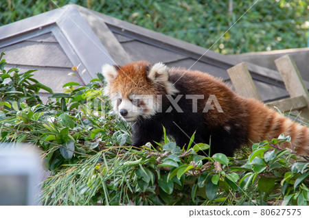 Redress Panda on a tree 80627575