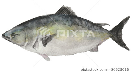 Fish yellowtail watercolor hand drawn illustration Fish yellowtail watercolor hand drawn illustration 80628016