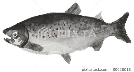魚鮭魚水彩插圖單色 80628018