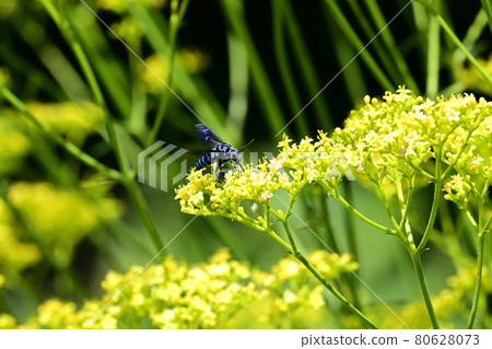 Blue Bee that brings happiness Blue Bee that brings happiness 80628073