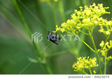 帶來幸福的藍蜜蜂 帶來幸福的藍蜜蜂 80628074