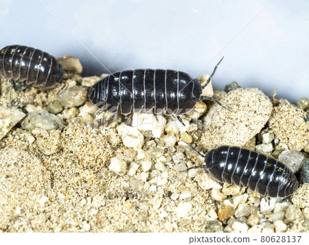 沙灘上的保利 沙灘上的保利 80628137