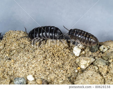 Roly-poly on the sand 80628138