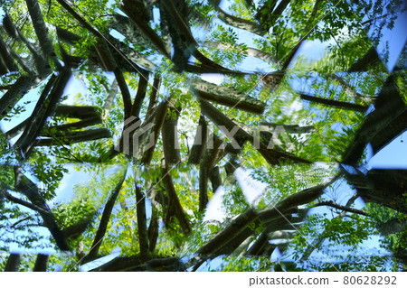 Peek into the summer park with a teleid scope 10 80628292
