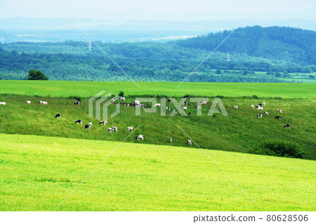 夏奈泰高原農場北海道 80628506