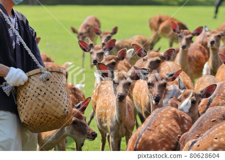 Summer deer gathering / Tobihino in Nara Park Summer deer gathering / Tobihino in Nara Park 80628604