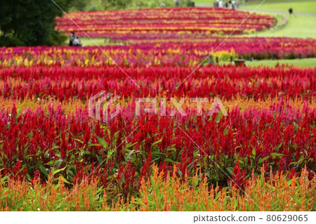 Downcape flower field in forest park 80629065