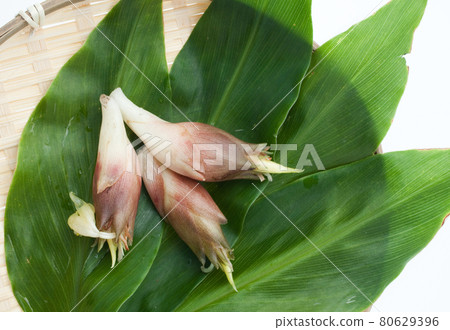 新鮮採摘的日本生薑 新鮮採摘的日本生薑 80629396