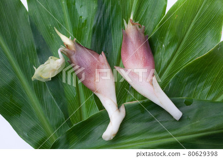Japanese ginger freshly picked 80629398