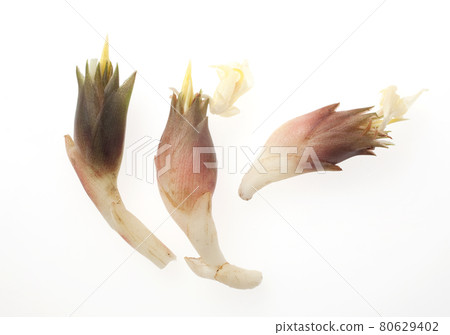 新鮮採摘的日本生薑 新鮮採摘的日本生薑 80629402