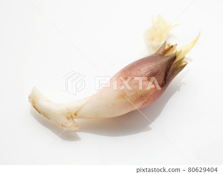 新鮮採摘的日本生薑 新鮮採摘的日本生薑 80629404