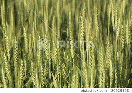 Wheat field background. Wheat harvest on a summer sunny field. Agriculture, rye farming and growing bio eco food concept Wheat field background. Wheat harvest on a summer sunny field. Agriculture, rye farming and growing bio eco food concept 80629568