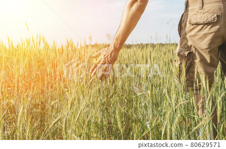 Wheat field with a farmer holding ears of rye in his hand. Wheat harvest on a summer sunny field. Agriculture, farming and growing bio eco food Wheat field with a farmer holding ears of rye in his hand. Wheat harvest on a summer sunny field. Agriculture, farming and growing bio eco food 80629571