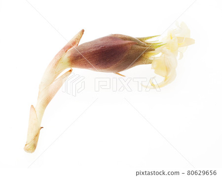 Japanese ginger freshly picked Japanese ginger freshly picked 80629656