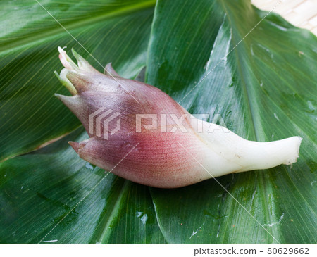 新鮮採摘的日本生薑 80629662