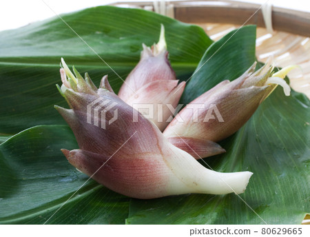 新鮮採摘的日本生薑 新鮮採摘的日本生薑 80629665