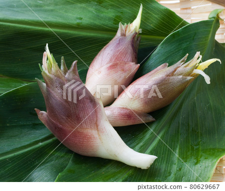 新鮮採摘的日本生薑 新鮮採摘的日本生薑 80629667