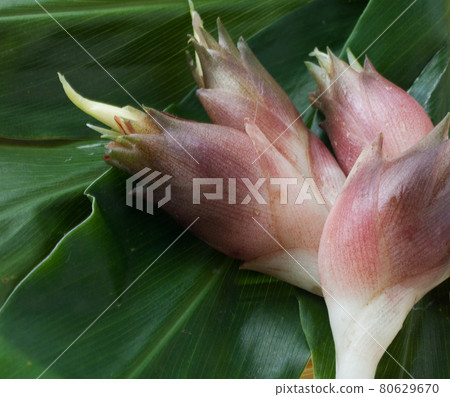 新鮮採摘的日本生薑 新鮮採摘的日本生薑 80629670