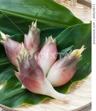 新鮮採摘的日本生薑 新鮮採摘的日本生薑 80629671