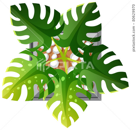 Aerial view of monstera plant isolated on white background Aerial view of monstera plant isolated on white background 80629970
