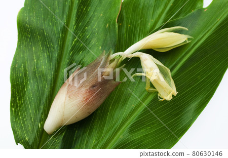 新鮮採摘的日本薑花 80630146