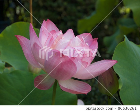 粉紅色的蓮花開花 80630261