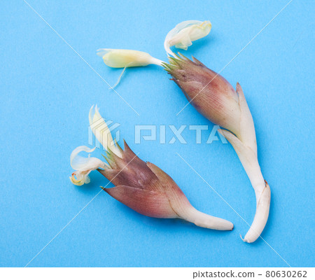 新鮮採摘的日本薑花 80630262