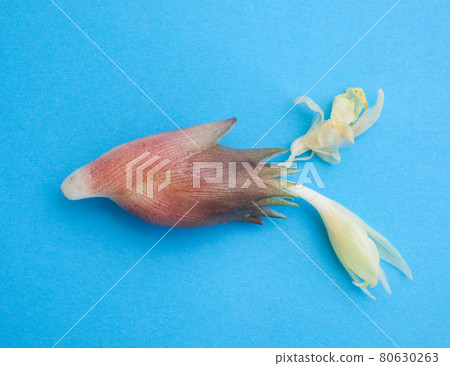 Japanese ginger flower freshly picked 80630263