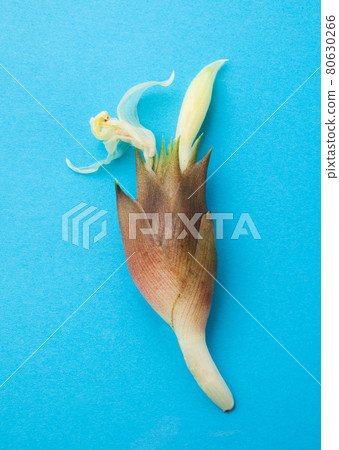 新鮮採摘的日本薑花 80630266