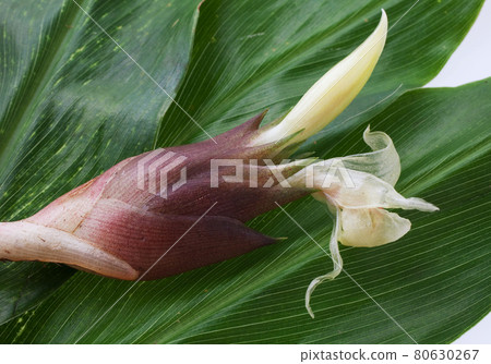 新鮮採摘的日本薑花 新鮮採摘的日本薑花 80630267