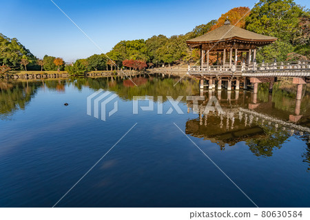 Ukimido floating in the beautiful autumn leaves of Sagiike in Nara Park, Nara City, Nara Prefecture 80630584