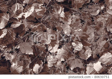 desaturated brown fall maple leaves background desaturated brown fall maple leaves background 80630751