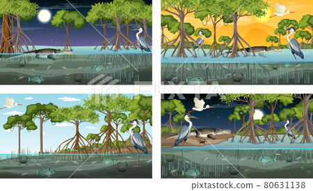 Different mangrove forest landscape scenes with various animals 80631138