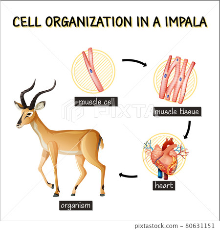 Diagram showing cell organization in a impala 80631151