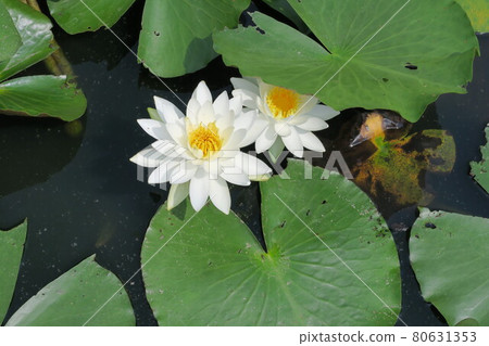 白浪百合花 白浪百合花 80631353